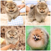 ขายลูกปอมเมอเรเนียน เพศผู้ อายุ 2 เดือน โตมาสีประมาณนี้ สอนการเลี้ยงฟรี 08346553...