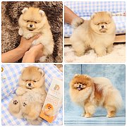 ขายลูกปอมเมอเรเนียน เพศผู้ อายุ 2 เดือน โตมาสีประมาณนี้ สอนการเลี้ยงฟรี 08346553...