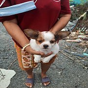 ชิวาวาขนยาว 2800