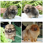 ขายลูกปอมเมอเรเนียน เพศผู้ อายุ 2 เดือน โตมาสีประมาณนี้ สอนการเลี้ยงฟรี 08346553...