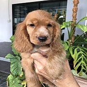 พร้อมย้ายบ้าน #English Cocker Spaniel#