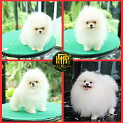 ขายปอมเมอเรเนียน ใบเพ็ดเต็ม โตมาสีเหมือนในภาพ สอบถามเพิ่มเติมที่ Line :@hrpshop...