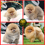 ขายปอมเมอเรเนียน ใบเพ็ดเต็ม โตมาสีเหมือนในภาพ สอบถามเพิ่มเติมที่ Line :@hrpshop...