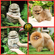 ขายปอมเมอเรเนียน ใบเพ็ดเต็ม โตมาสีเหมือนในภาพ สอบถามเพิ่มเติมที่ Line :@hrpshop...