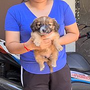 ลูกสุนัขบีเกิ้ลผสมชิห์สุ ตัวอ้วนๆกลมๆ ขาสั้นๆ ร่าเริง เล่นเก่ง จาก kankarnclub ม...