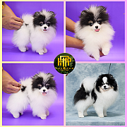 ขายปอมเมอเรเนียน ใบเพ็ดเต็ม โตมาสีเหมือนในภาพ สอบถามเพิ่มเติมที่ Line :@heropom...