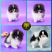 ขายปอมเมอเรเนียน ใบเพ็ดเต็ม โตมาสีเหมือนในภาพ สอบถามเพิ่มเติมที่ Line :@heropom...