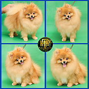 ขายปอมเมอเรเนียน ใบเพ็ดเต็ม โตมาสีเหมือนในภาพ สอบถามเพิ่มเติมที่ Line :@heropom...