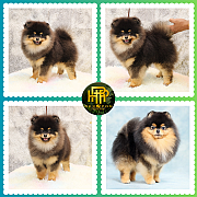 ขายปอมเมอเรเนียน ใบเพ็ดเต็ม โตมาสีเหมือนในภาพ สอบถามเพิ่มเติมที่ Line :@heropom...