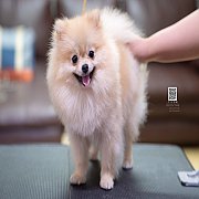 FYPOM KENNEL ขายน้องปอม เพศเมีย ไซส์เล็กน่ารัก สอบถามได้ที่ 0830228370 @fypomken...