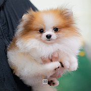 FYPOM KENNEL ขายน้องปอม เพศผู้ สีปาร์ตี้ขาวส้ม โครงสร้างดี สอบถามได้ที่ 08302283...