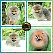 ขายปอมเมอเรเนียน ใบเพ็ดเต็ม โตมาสีเหมือนในภาพ สอบถามเพิ่มเติมที่ Line :@heropom...