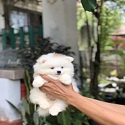 ปอมแท้ เพศเมีย จัดส่งขายแล้ว