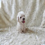 พุดเดิ้ลทอย จัดส่ง