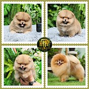 ขายปอมเมอเรเนียน ใบเพ็ดเต็ม โตมาสีเหมือนในภาพ สอบถามเพิ่มเติมที่ Line :@heropom...