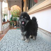 น้องปอม เพศผู้ หน้าหมี สีแบคแทน