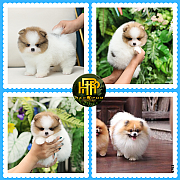 ขายปอมแท้ หน้าสั้น เกรดเลี้ยงเล่น โตมาคล้ายในภาพ  Line : @heropom , 083 465 5365