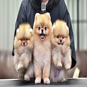 YPOM KENNEL เปิดรับผสมพ่อพันธุ์ปอมเมอเรเนียน โทร 0830228370 @fypomkennel