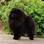 ปอมพ่อแม่พันธุ์และตัวเมียมีผสมติดท้องแบ่งจำหน่าย