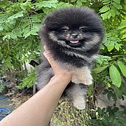 ปอม หน้าหมี น่ารักๆ