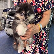 Update ลูกปอมไซส์เล็ก สีสวย ทรงสวย ขนแน่นๆ เกรด A ชุดที่ 86 จาก kankarnclub มีจั...