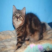 น้องเเมวสก็ตติช+อเมริกัน  อายุ2เดือน สินสอด 2500-3500 เเข็งเเรง กินอาหารเม็ด เข้...