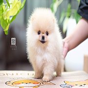 FYPOM KENNEL ขายน้องปอม เพศผู้ สีครีม โครงสร้างดี ขนแน่น