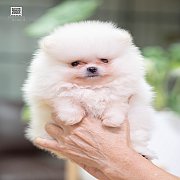 FYPOM KENNEL ขายน้องปอม เพศผู้ สีขาวครีม โครงสร้างดี ขนแน่น