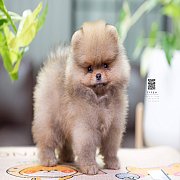 FYPOM KENNEL ขายน้องปอม เพศผู้ สีส้ม โครงสร้างดี ขนแน่นสองชั้น