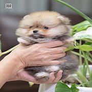 FYPOM KENNEL ขายน้องปอม เพศเมีย สีส้ม ไซส์เล็กจิ๋ว ขนแน่นสองชั้น