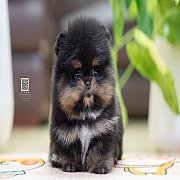 FYPOM KENNEL ขายน้องปอม สีแบล็คแทน โครงสร้างดี ขนแน่นสองชั้น สุขภาพดี เข้ามาเยี่...