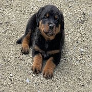 ลูกสุนัขร็อตไวเลอร์  สวยแชมป์ มีใบเพ็ดดีกรี พ่อ แม่ นำเข้านอก จาก kankarnclub มี...