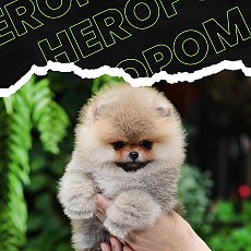 ขายปอมหน้าหมีแท้ มีใบเพ็ด รับประกัน 30 วัน สอบถาม LINE: @heropom