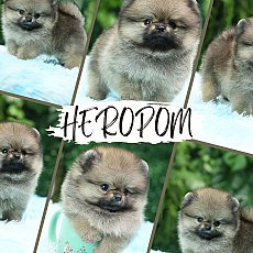 ขายปอมหน้าหมี ทรงสวย มีใบเพ็ด รับประกัน 30 วัน สอบถามเพิ่มเติมที่ Line :@heropom...