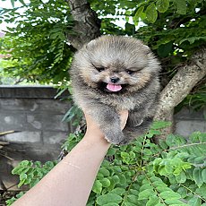 ปอม หน้าหมี ขนแน่น  ทรงสวย