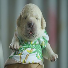 เปิดจองลูกสุนัขลาบราดอร์