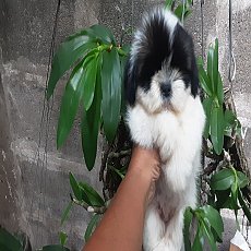 ชิสุแท้