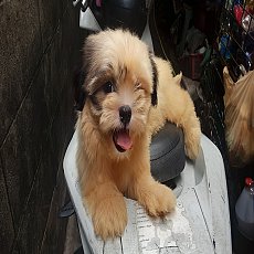 ชิสุแท้ผสมปอมชิสุ