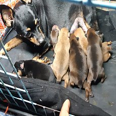 มินิเจอร์แท้ ไซค์จิ๋วแข็งแรงน่ารัก