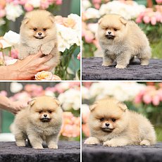 ขายปอมหน้าหมี เกรดโชว์ สายเลือดดี มีใบเพ็ด รับประกันกันสุขภาพ 30 วัน line :@hero...