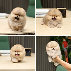 ขายปอมหน้าหมี สายเลือดประกวด มีใบเพ็ด รับประกันกันสุขภาพ 30 วัน line :@heropom