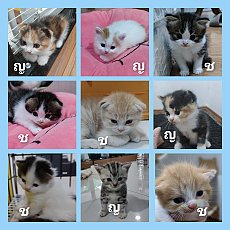 เปิดจองลูกแมวสกอตทิชโฟร์