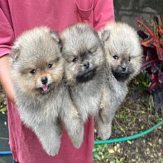 ปอม หน้าหมี ขนแน่น เท้าใหญ่