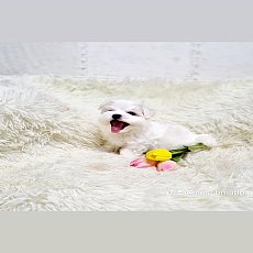 ขายมอลทีสแท้ พร้อมใบเพ็ด