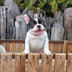 ดญ.ลายวัวแครี่บลูพาย พร้อมย้ายบ้าน