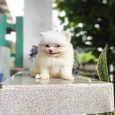 ปอมแท้ เพศเมียมีจัดส่ง