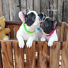 แก๊งค์ลูกวัว พร้อมย้ายบ้านต้นเดือนกันยา