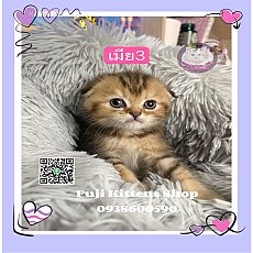 ***ได้บ้านแล้ว***ลูกแมวสก็อตติชโฟลด์หูพับ