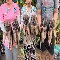 ลูกสุนัขเยอรมัน เชพเพิร์ด สายพันธุ์แท้ โครงสร้างใหญ่ จาก kankarnclub มีจัดส่งทั่...