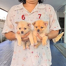 Update ลูกสุนัขปอมหน้าหมีผสมปอมชิ เกรด AAA จาก kankarnclub มีจัดส่งทั่วประเทศ*หม...